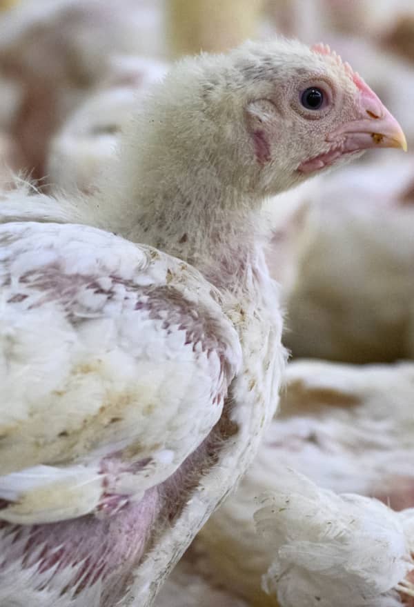 New footage from inside the Swedish chicken industry: "Enough is enough"