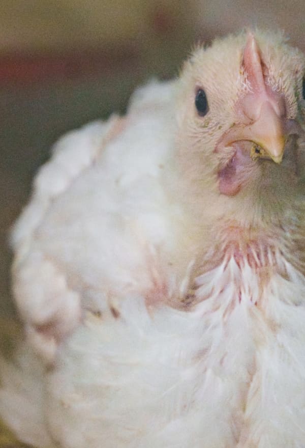 A Swedish Frankenchicken sits down in a factory farm.