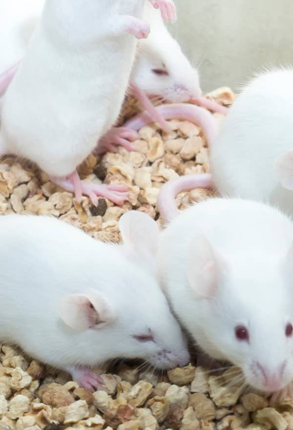 Important step towards ending animal tests for Botox 