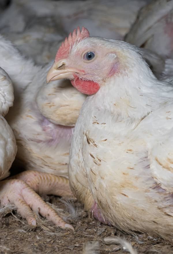 Chickens in Finnish factory farming