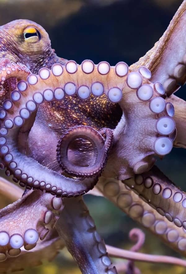 World Octopus Day: Ban octopus farming now 
