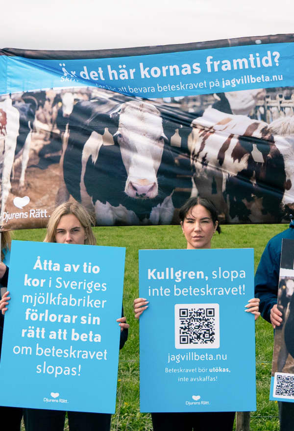 Kosläpp. Betesrätt. Beteskrav.