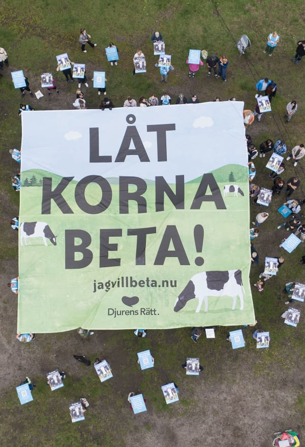 Hundratals samlades i Tantolunden – kravet: Låt korna beta