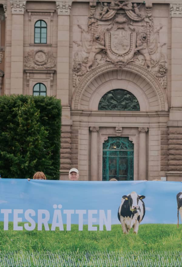 110 927 uppmanar Kullgren att låta kor fortsätta beta