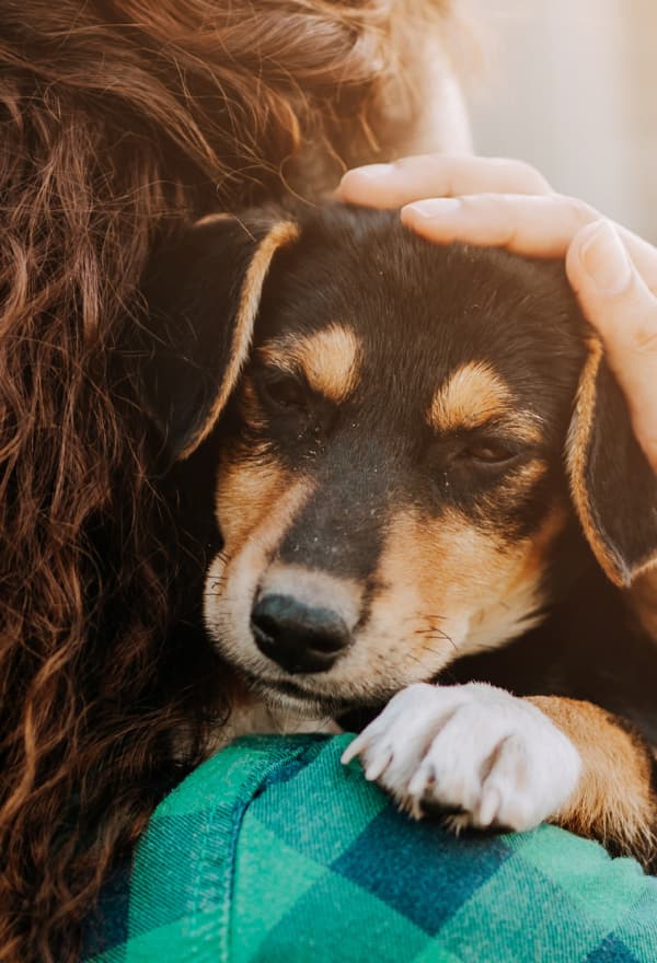 En hund blir hållen av en kvinna med långt hår och grön skjorta. Hunden är svart, brun och vit, korthårig med nedåthängande öron.