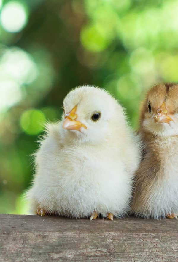 Norway phases out Frankenchickens – EU must follow suit