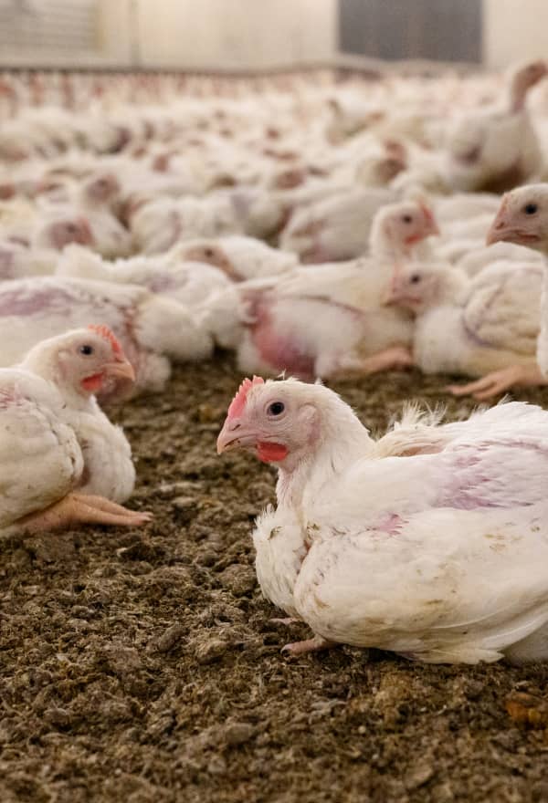 Chickens in Finnish factory farming