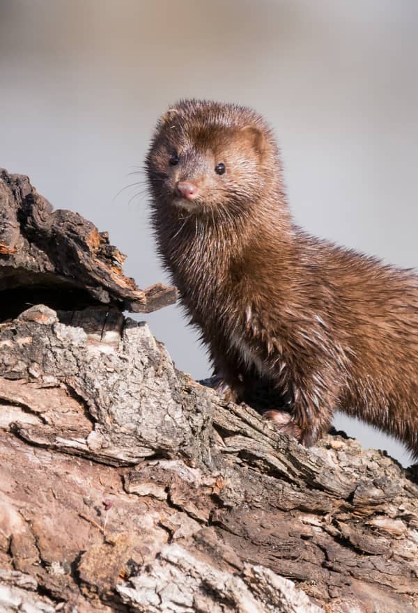 A free brown mink at a log.