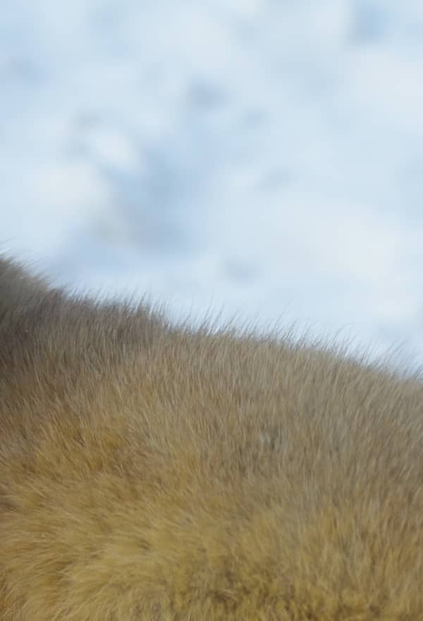 A wild sable in a snowy landscape.