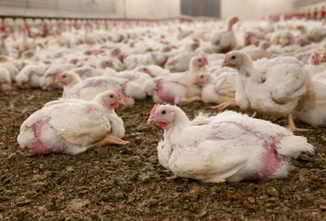 Chickens in Finnish factory farming