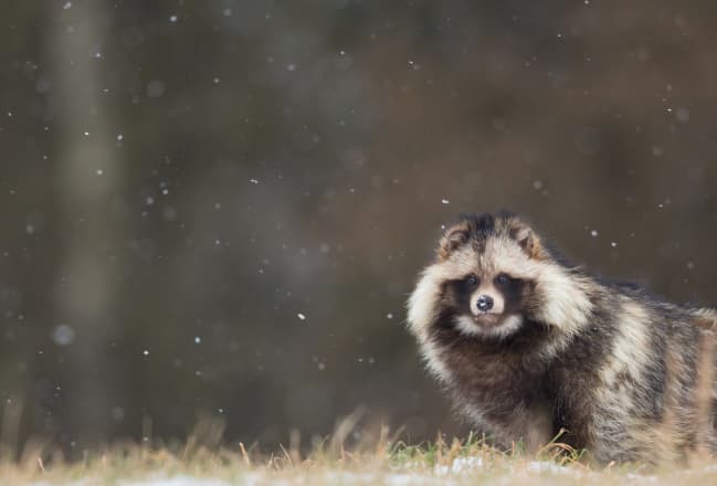 A free raccoon dog in a winter landscape.