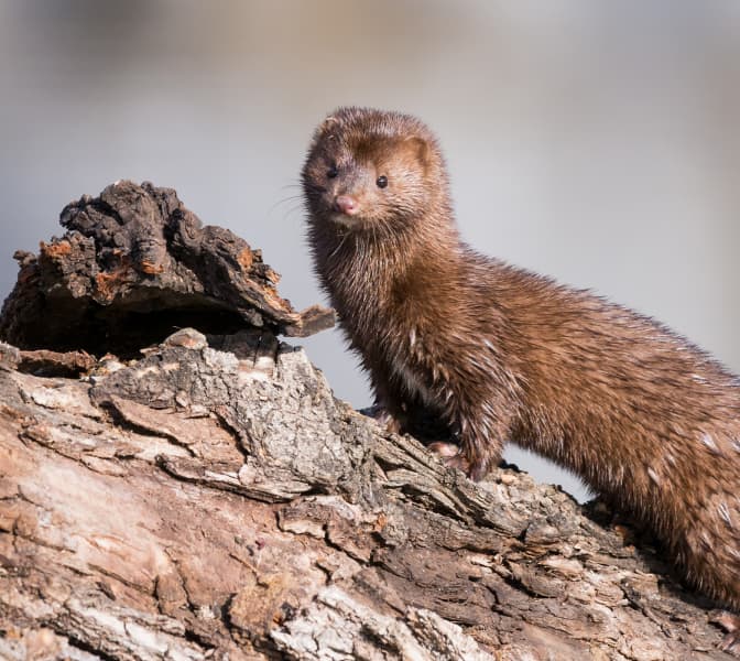 Mink