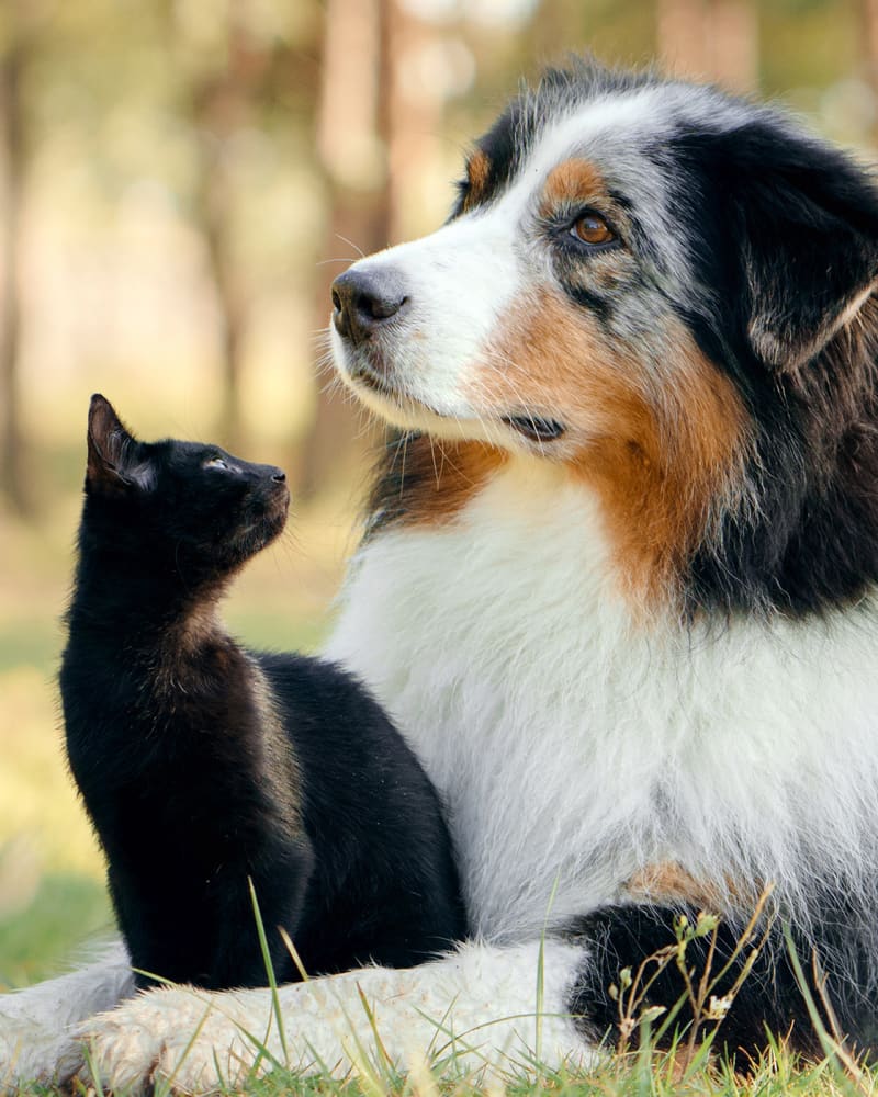 En katt och hund tillsammans.