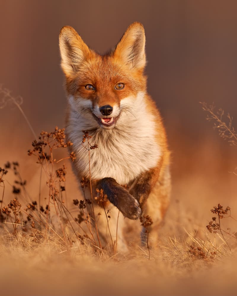 Shutterstock