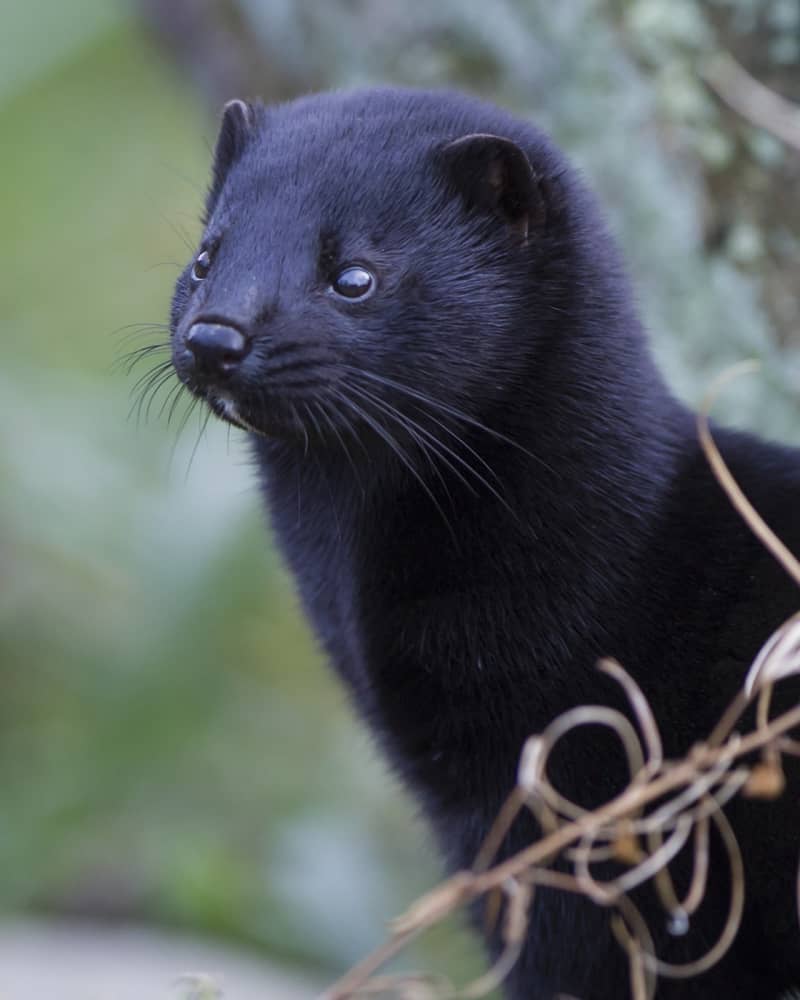 A wild black mink.