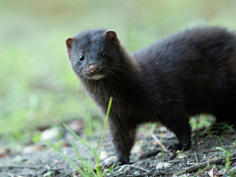 En fri mink.