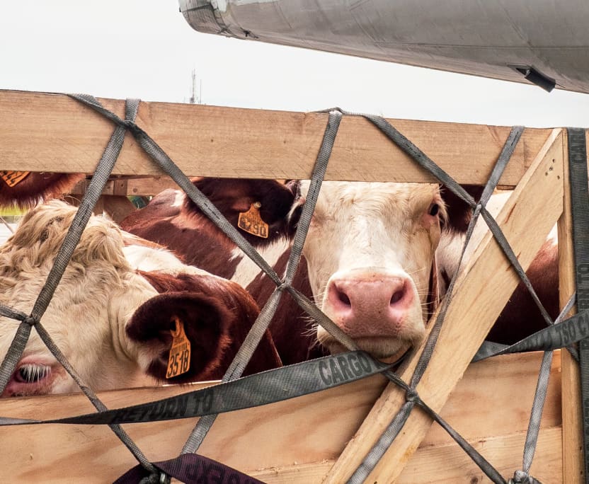 Cows in crowded transport