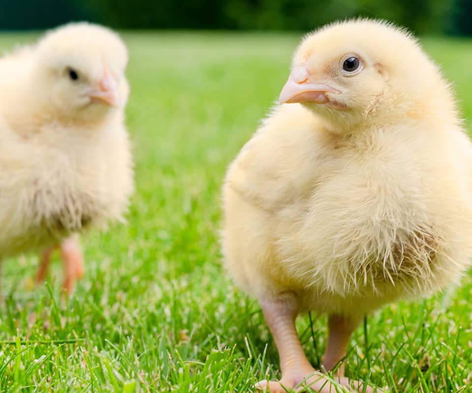 Two small chickens on green grass.