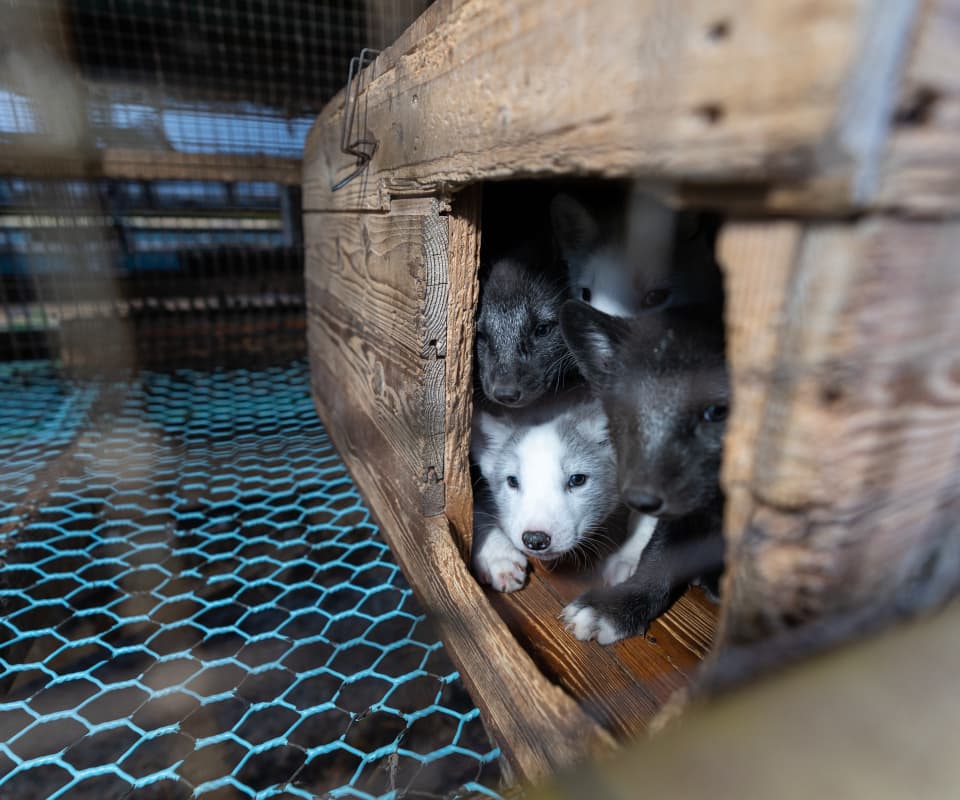 Rävvalpar på pälsdjursfarm i Finland.