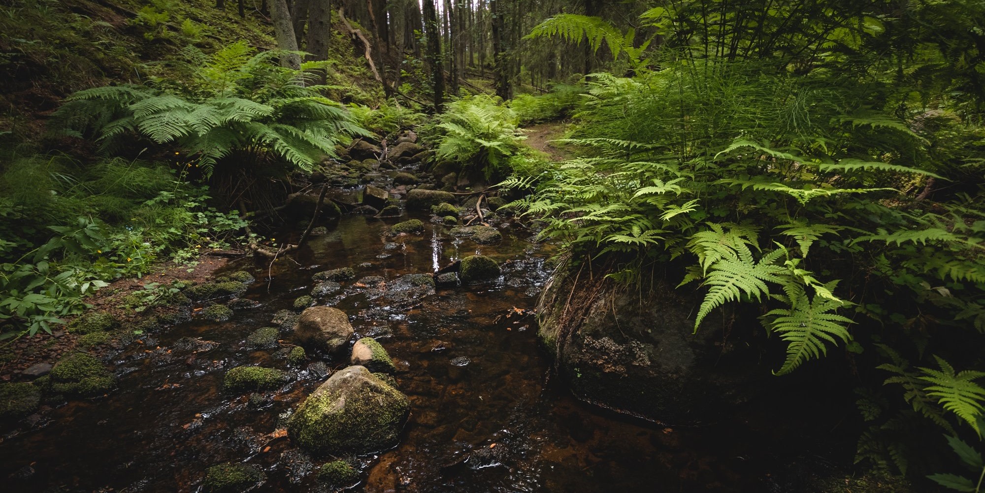 Image for skog - order 2