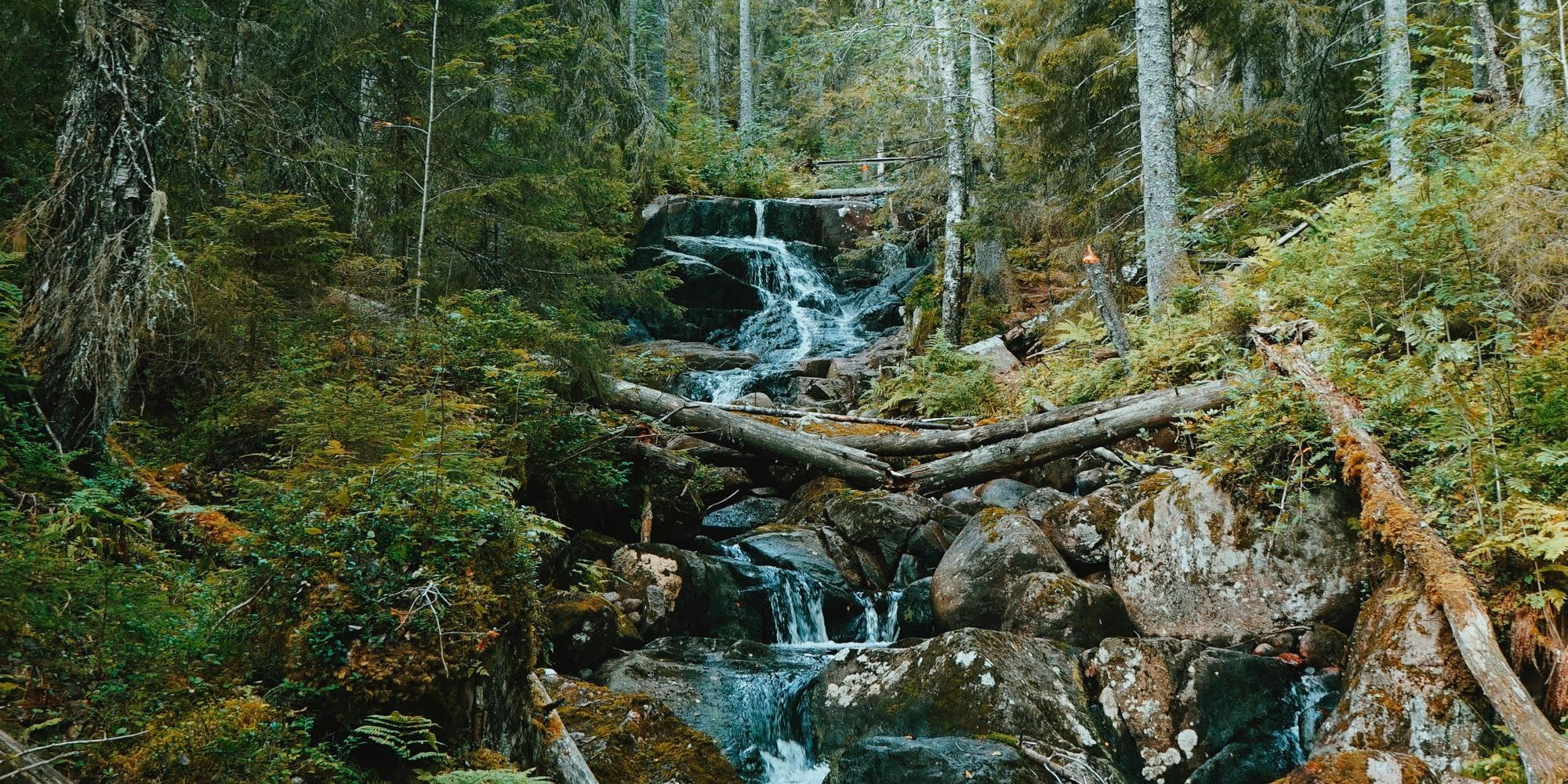 Image for skog - order 0