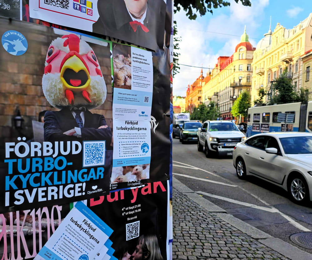 Flygblad och posters som uppmanar till att förbjuda turbokycklingar och vara djurens röst i valet 2026, uppsatta på en anslagstavla.