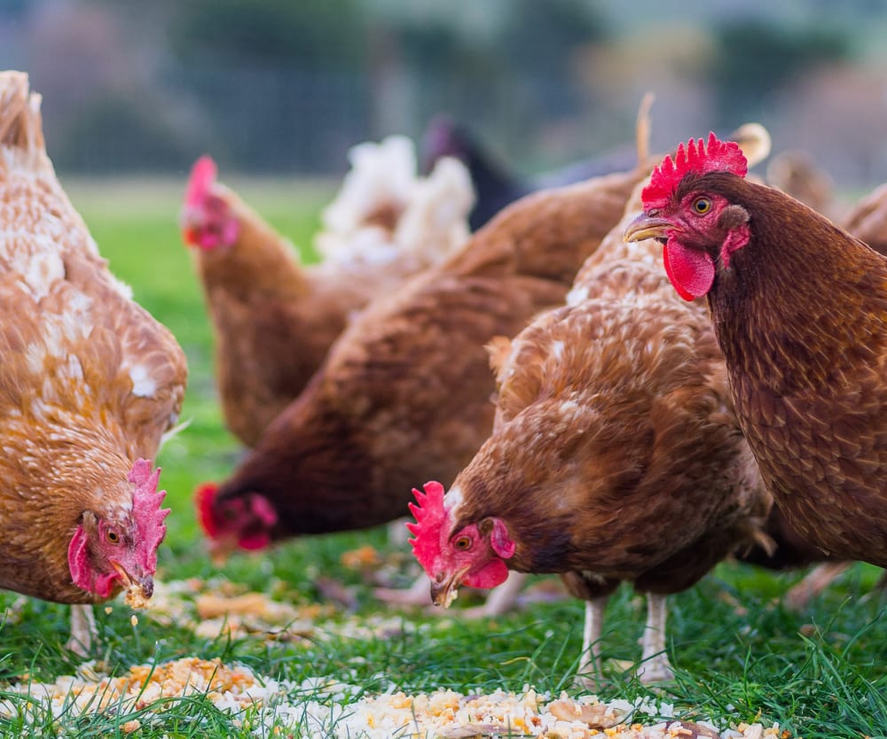 Зупиніть жорстоке поводження з тваринами: За Україну без кліток!