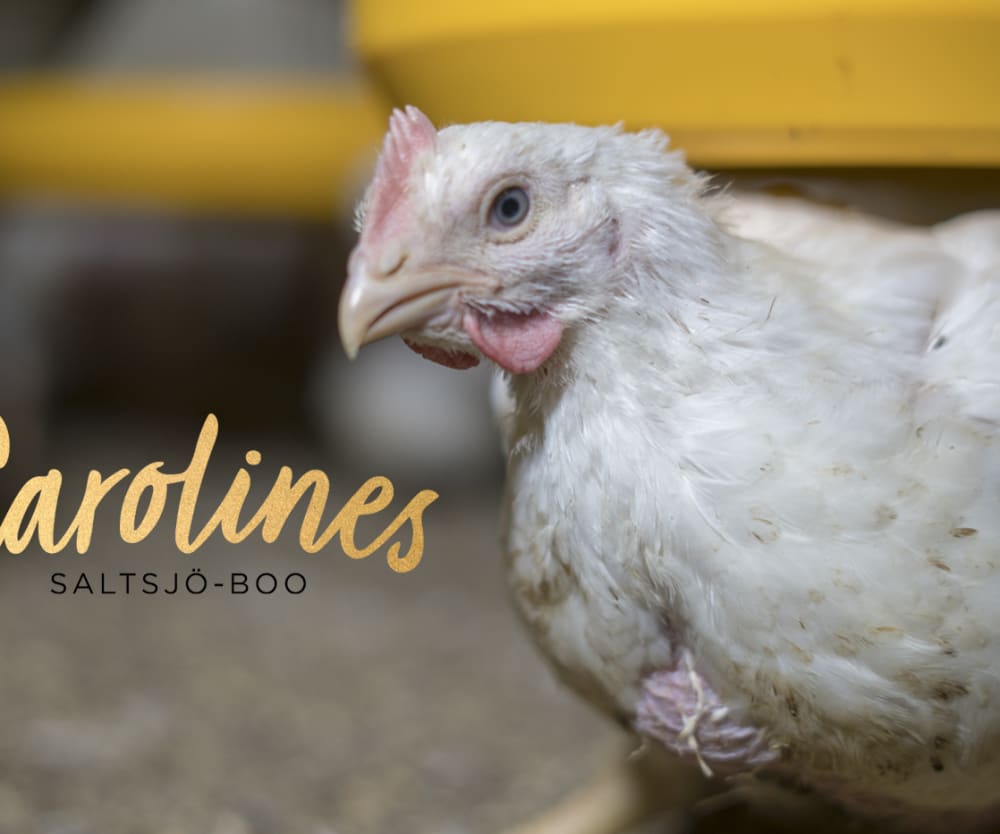 Carolines Kök - sluta med turbokycklingar!