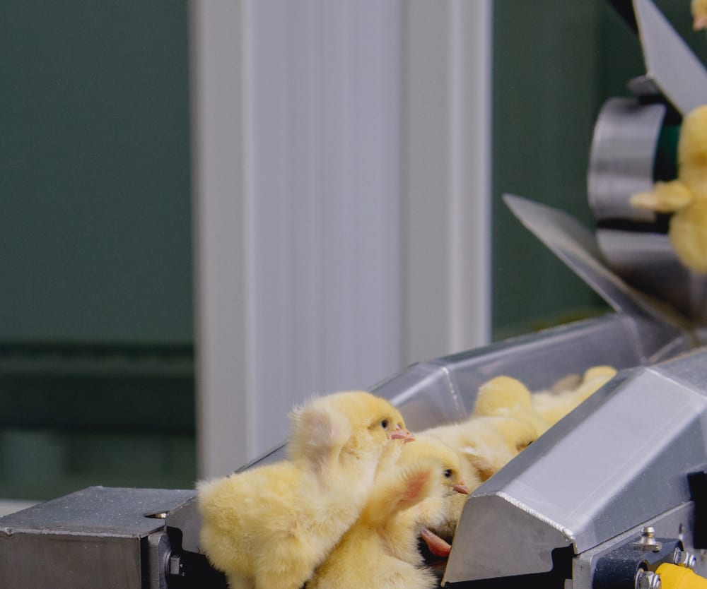 Stoppa massdödandet av tuppkycklingar