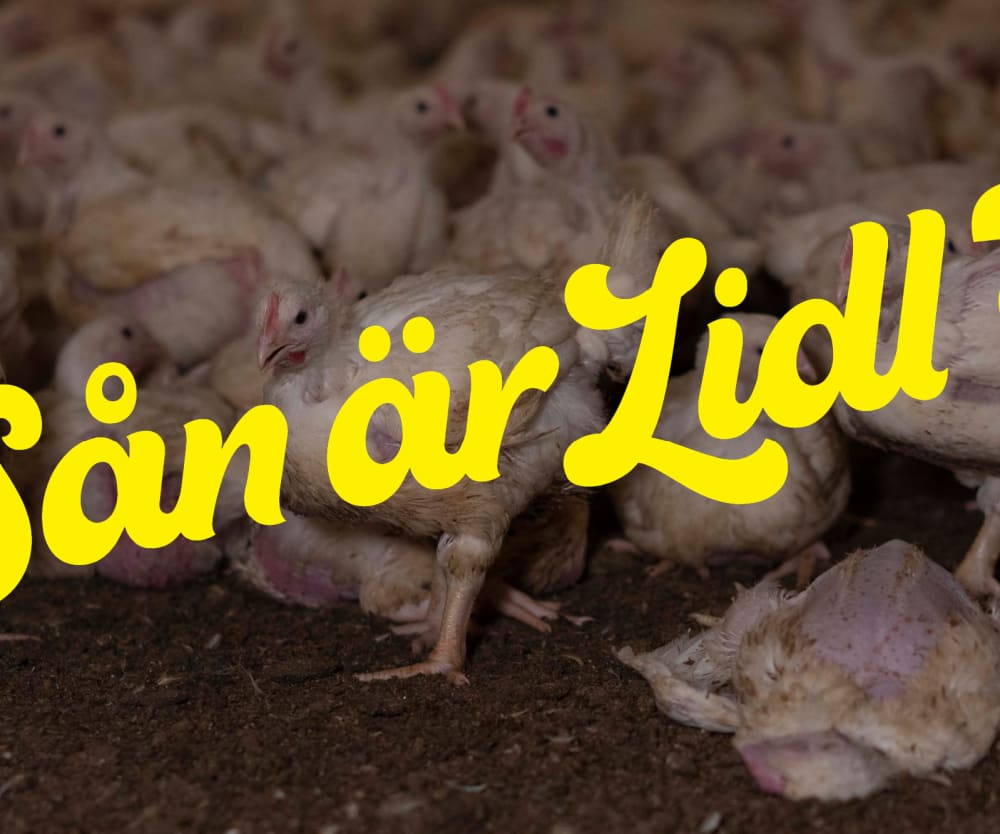 Lidl - sluta med turbokycklingar!