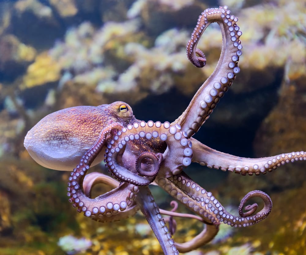 Stoppa bläckfiskfabriker!