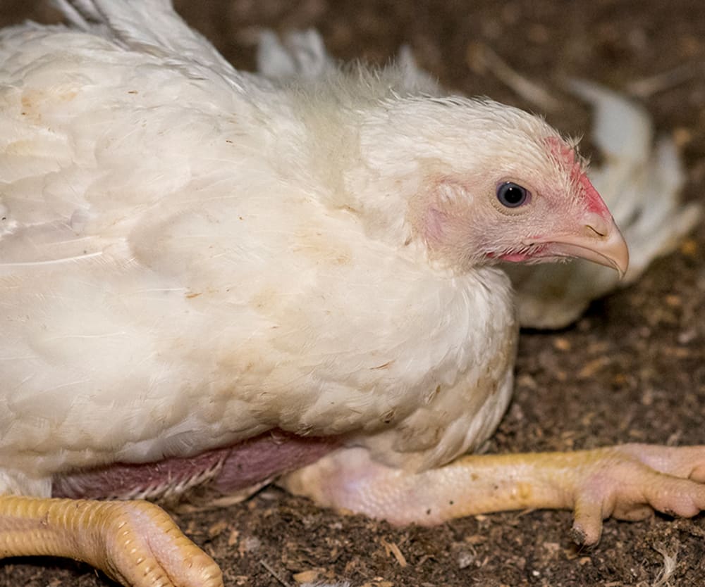 Frankenchickens: Bred to suffer