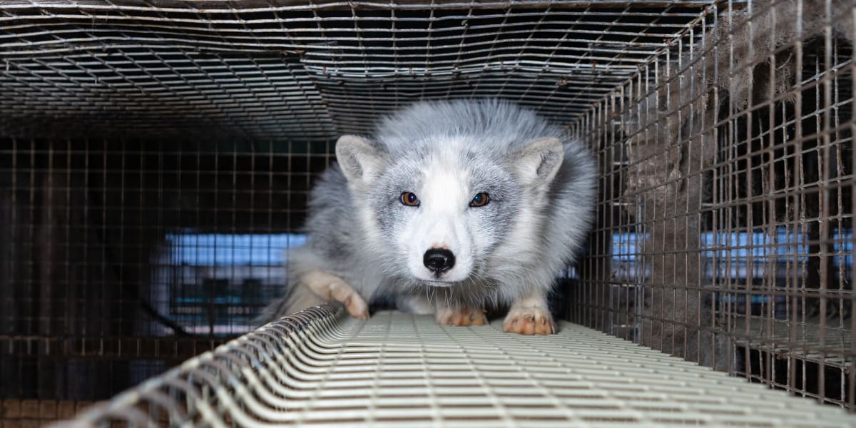 En räv på en pälsfarm, räven står på gallergolv och har en hukad position.