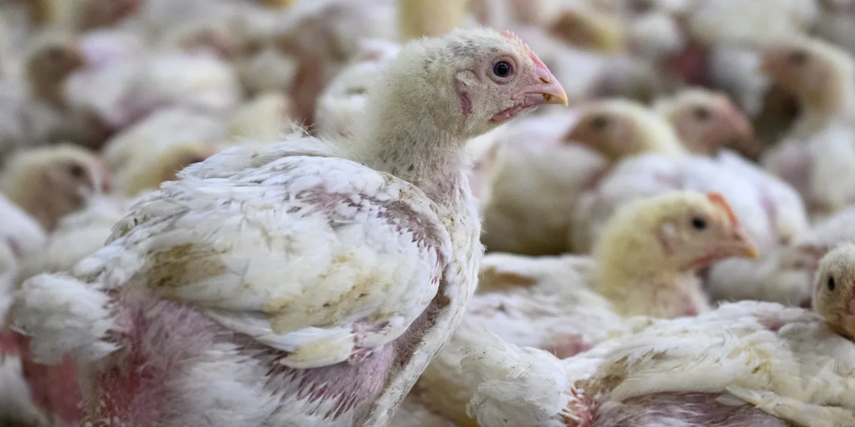 New footage from inside the Swedish chicken industry: "Enough is enough"