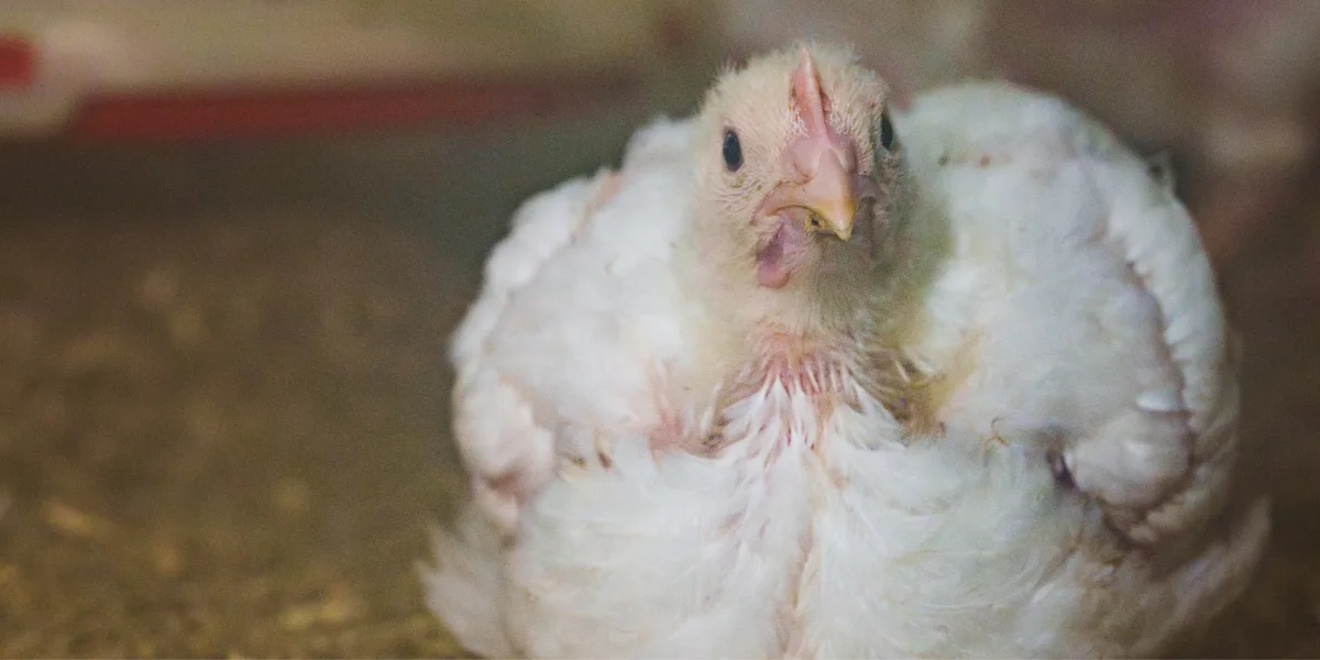 A Swedish Frankenchicken sits down in a factory farm.