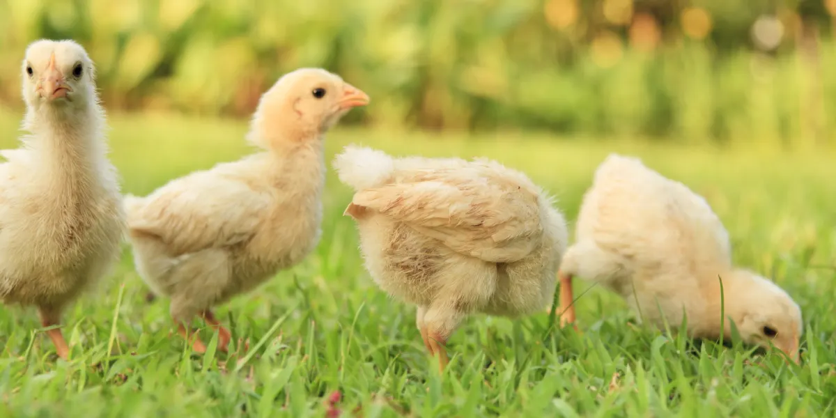 Four chickens in grass.