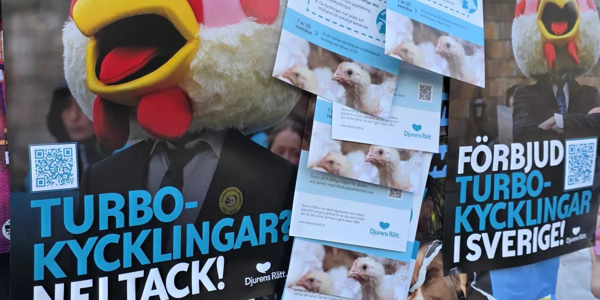 Flygblad och posters som uppmanar till att förbjuda turbokycklingar och vara djurens röst i valet 2026, uppsatta på en anslagstavla.
