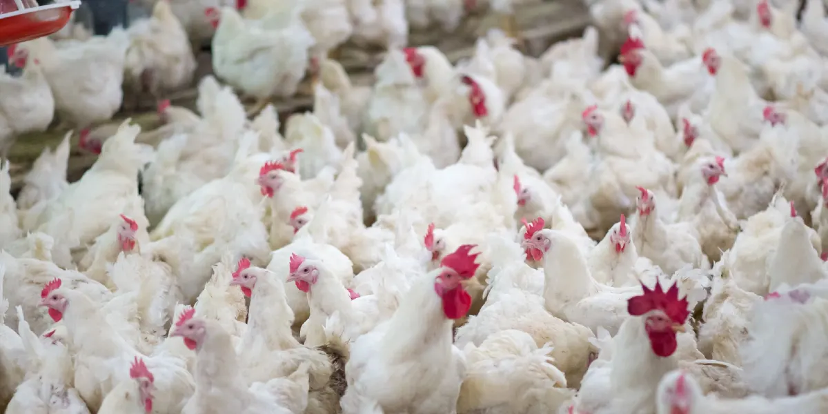 Hönor och tuppar i trängsel på en avelsanläggning i kycklingindustrin.