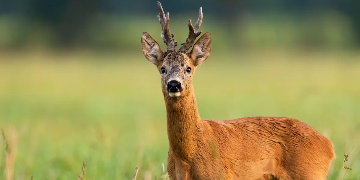 Ett rådjur på en äng.