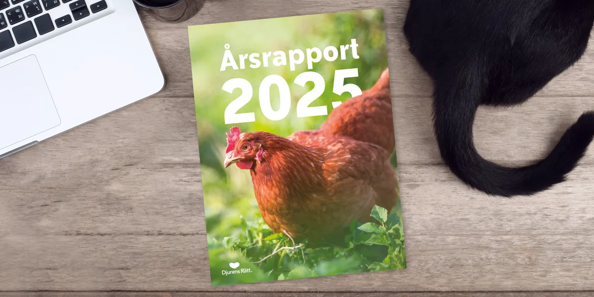 Ny årsrapport: 2025 blev ett genombrottsår för djuren