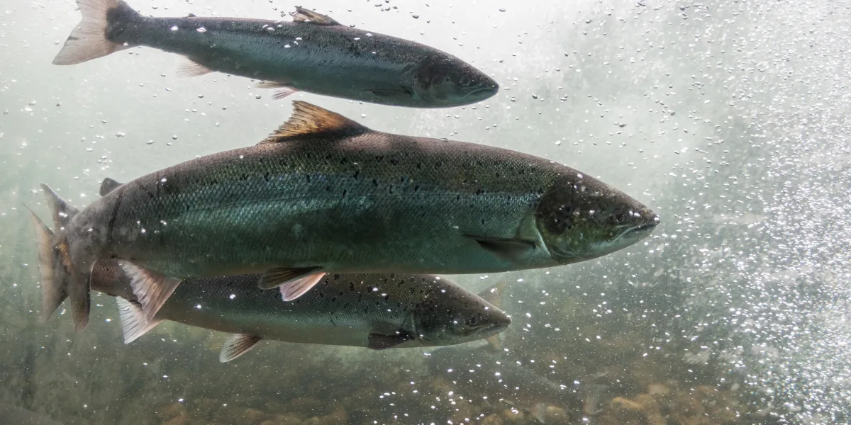 Ny rapport: Stoppa satsningarna på fiskfabriker