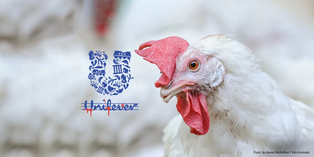 Unilever – Där hönor i bur blir vardag