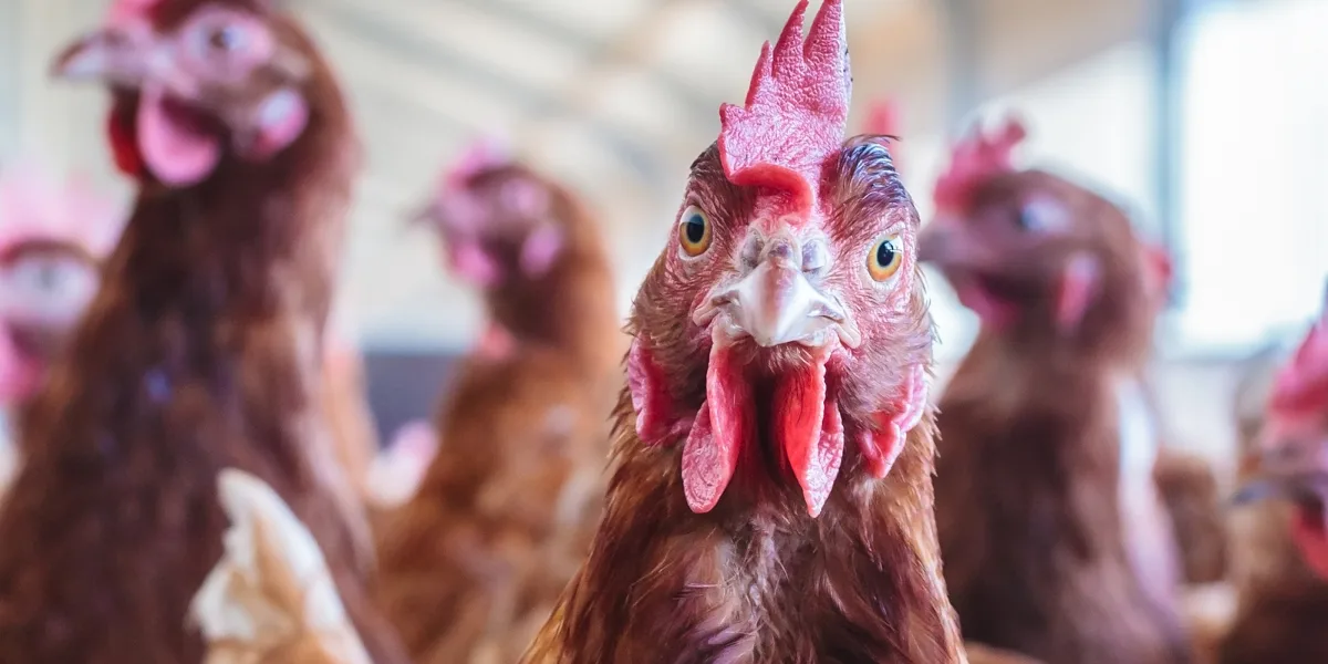 Bruna hönor i äggfabrik, en tittar in i kameran.