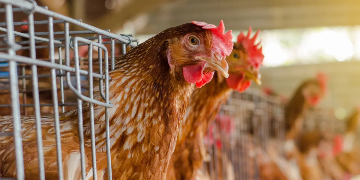End the Cage Age 