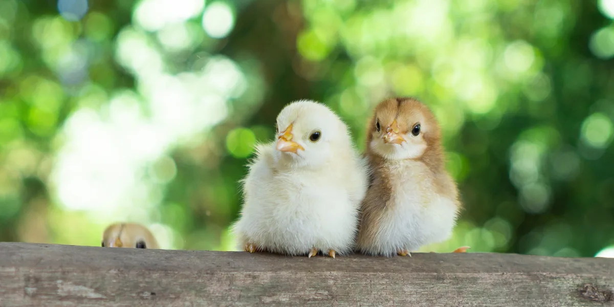 Norge fasar ut turbokycklingar – Sverige halkar efter