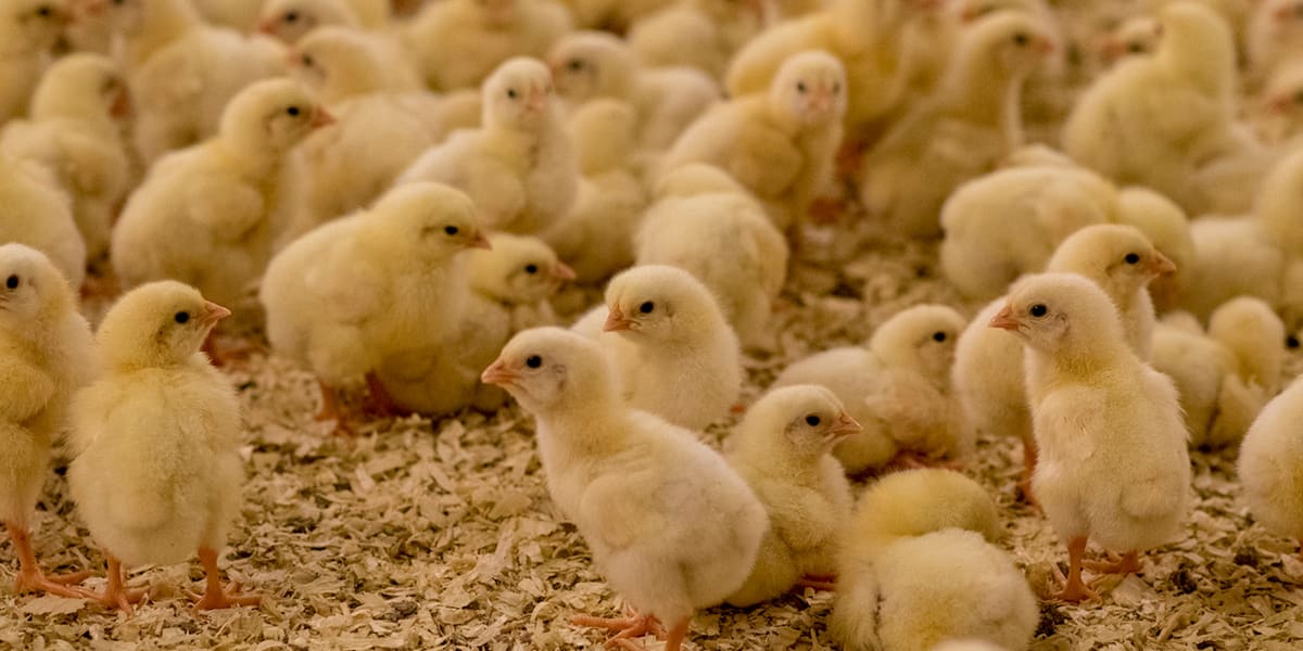 Så många djur äter svensken varje år