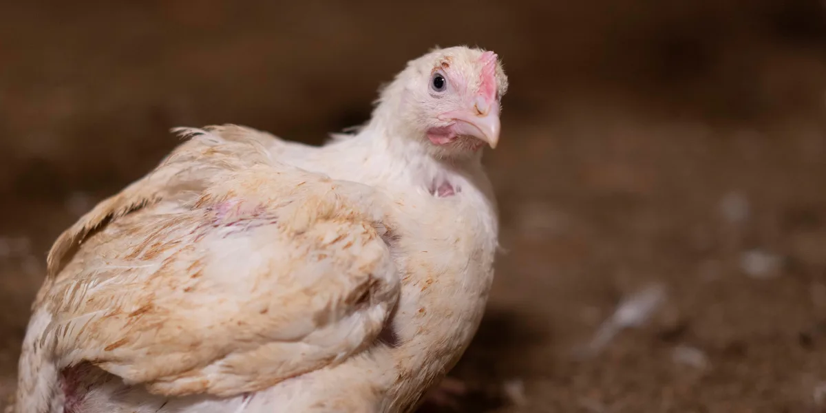 Bild från en svensk kycklingfabrik © Djurens Rätt