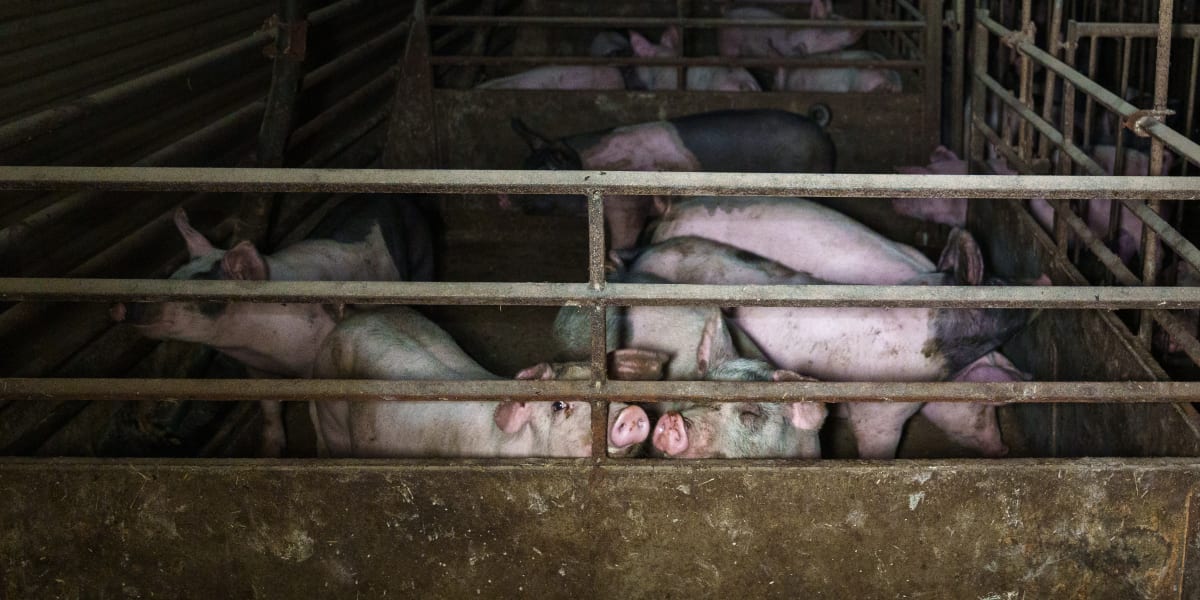 I en svensk grisfabrik 2025