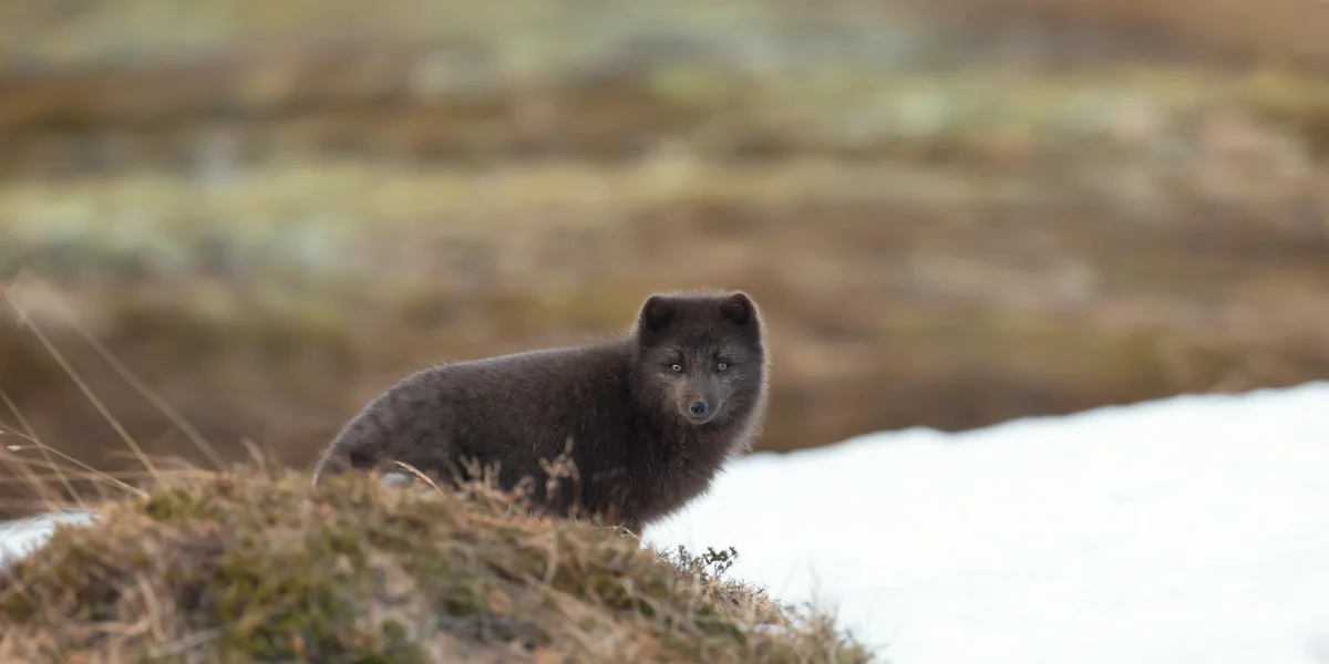 Dags för regeringen att stödja ett pälsfritt Europa