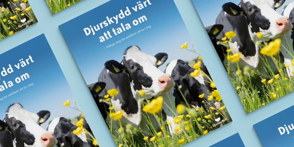 Ny rapport: Ett djurskydd värt att tala om